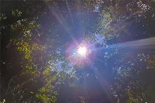 Canopy of trees with sunlight shining through.