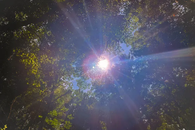 Canopy of trees with sunlight shining through.