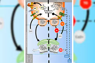 Graphic depicting endoplasmic reticulum stressors.