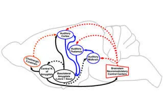 Scientific illustration of biological pathway for auditory processing in mice.